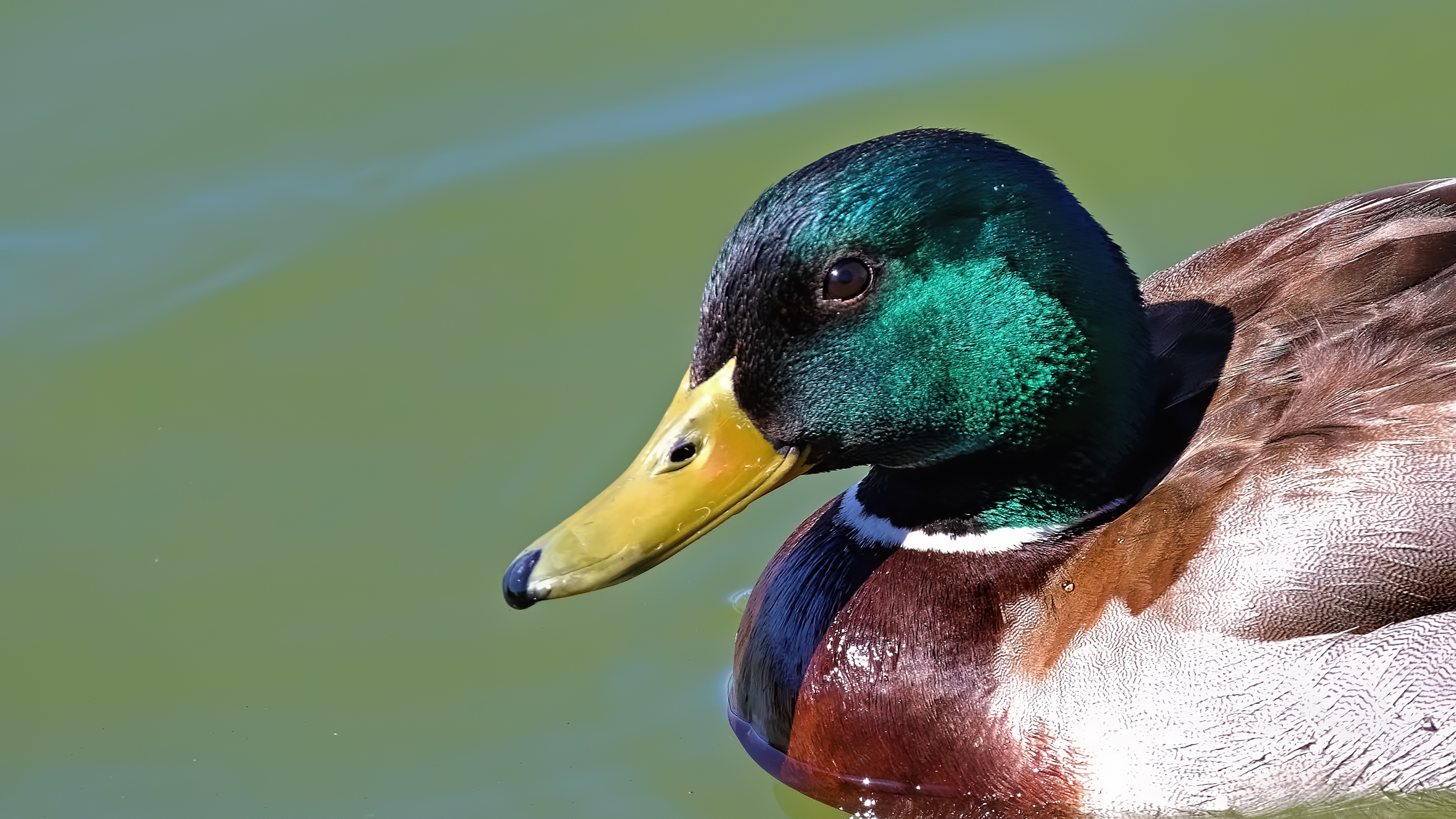 Mallard